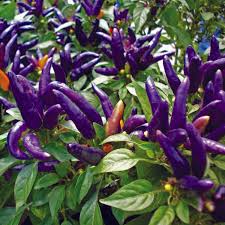 Purple Chili Pepper Capsicum annuum seeds for garden planting